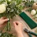 Grøn blomstertråd til blomsterbinding af buket med roser og eucalyptus