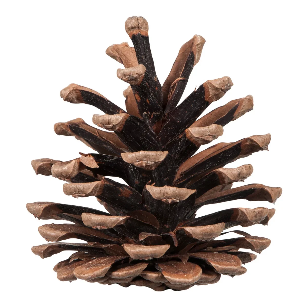 Kogler natur 5-9cm, 9-10 stk. natur pynt