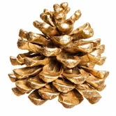 Guldfarvet dekorationskogle med metallisk guldfinish og naturlige kogleskæl på hvid baggrund – guldkogler 5–9 cm.