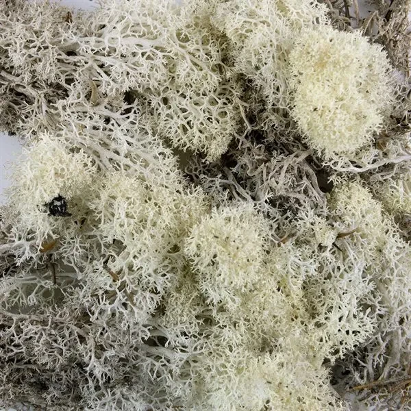 Mos lys grøn/natur, 35g dekorationsmos