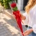 Person holder rød rose i elegant rød roseæske med satinbånd – perfekt som studentergave, til studenterfest og særlige anledninger.