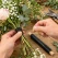 Hænder binder en blomsterbuket med blå udglødet vindseltråd 0,5 mm omkring stilke fra roser, brudeslør og eucalyptus.